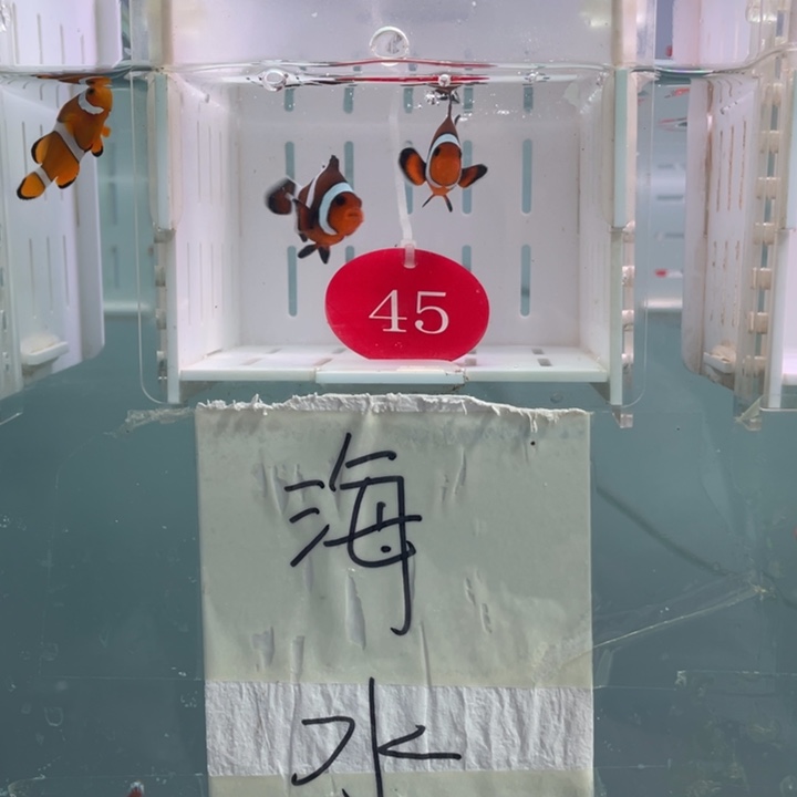 海水鱼精品玛瑙2条4左右