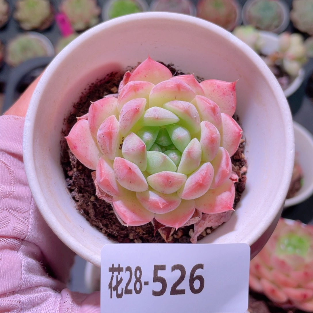 花利美28-526白桃汽水