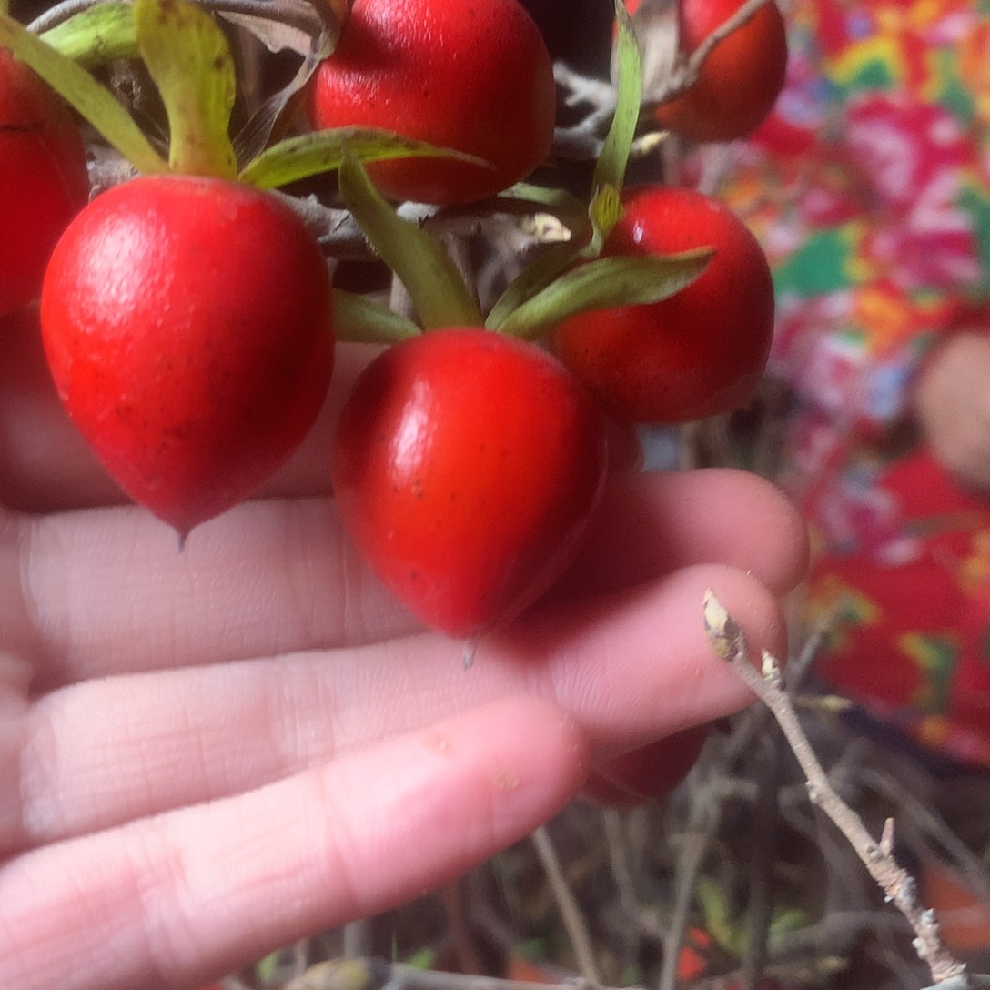 无花朵老鸦的红蝉