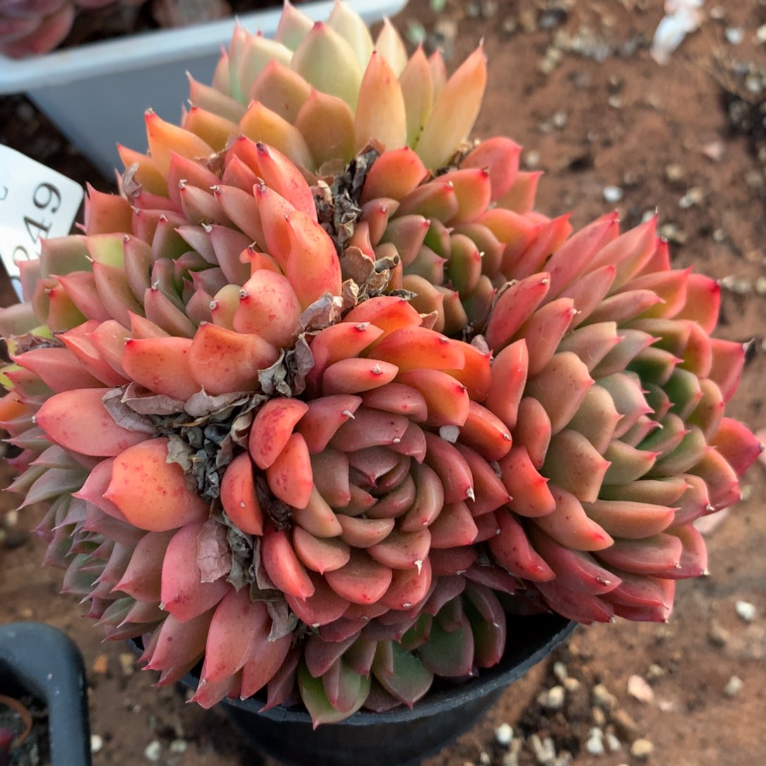 2249新年快乐发发发