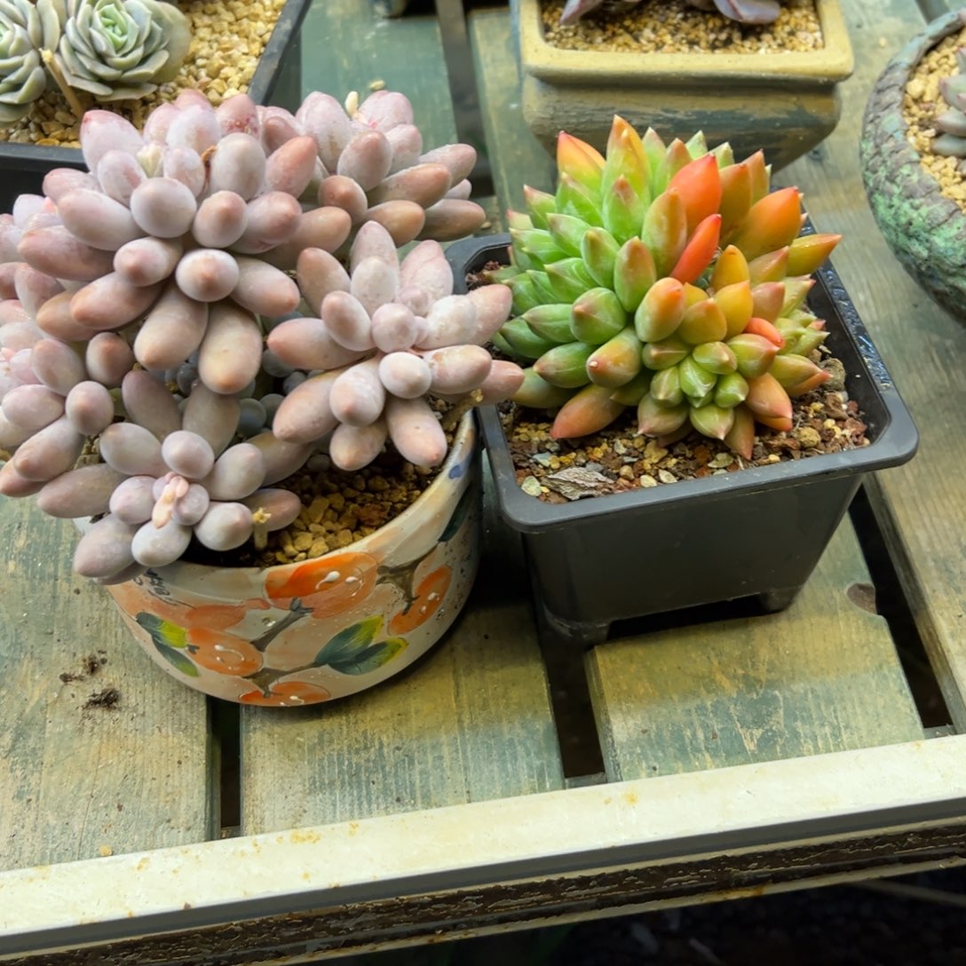 柠***宝汤圆+重楼一物一拍