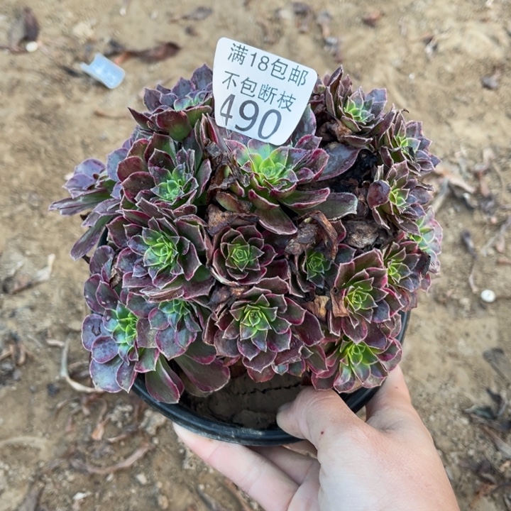 490安娜小手捧1号