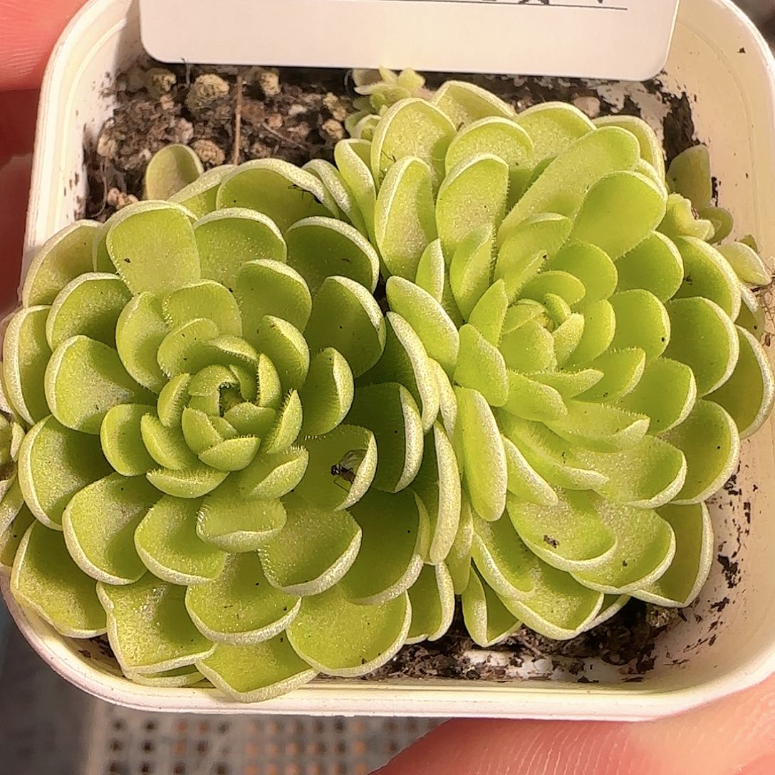 多肉1209-152捕虫堇