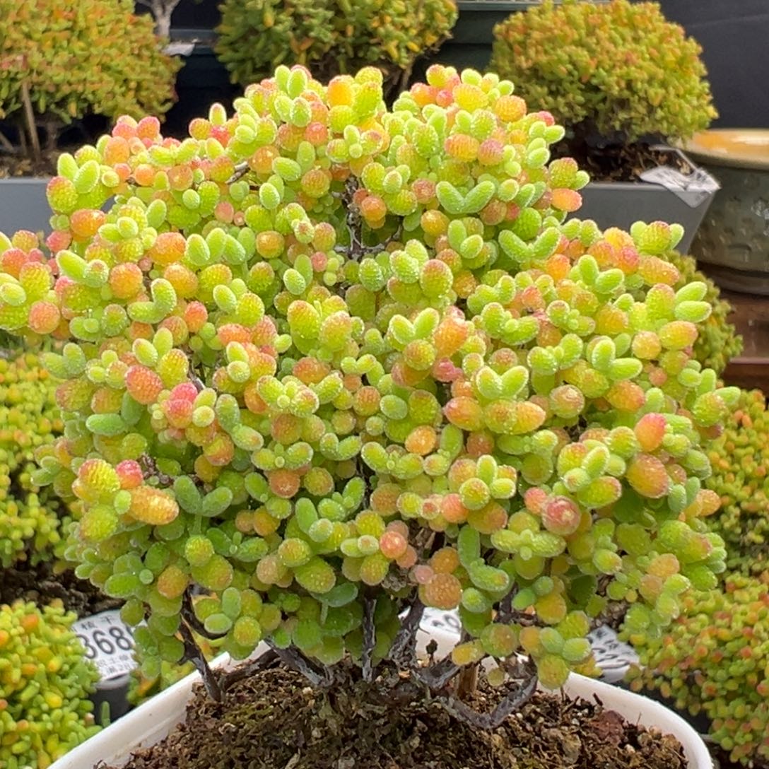 可***橙dy3692精控蜜橘糖球冠幅7cm