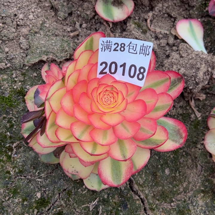 20108荔枝多肉植物