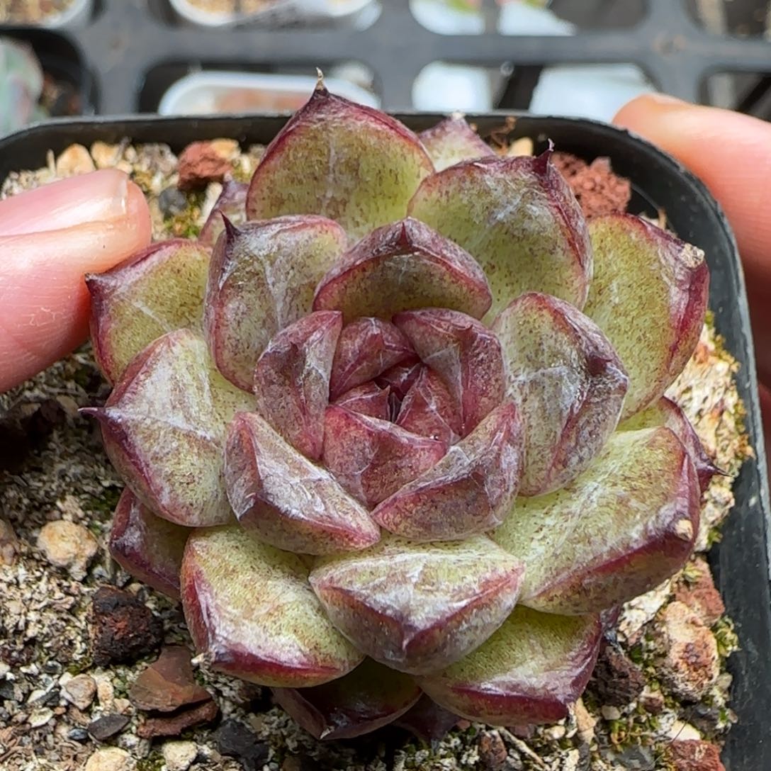 一物一拍黑水晶珍妮26101