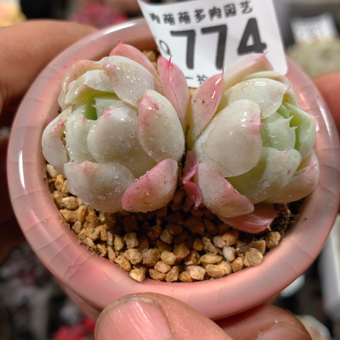 5CM拇指盆精控多肉ZQ774