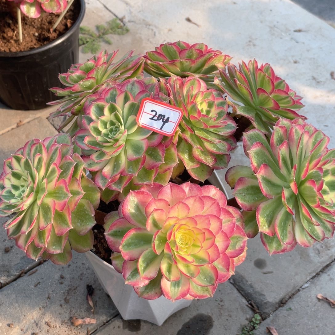 万圣节粉钻丛林204老桩