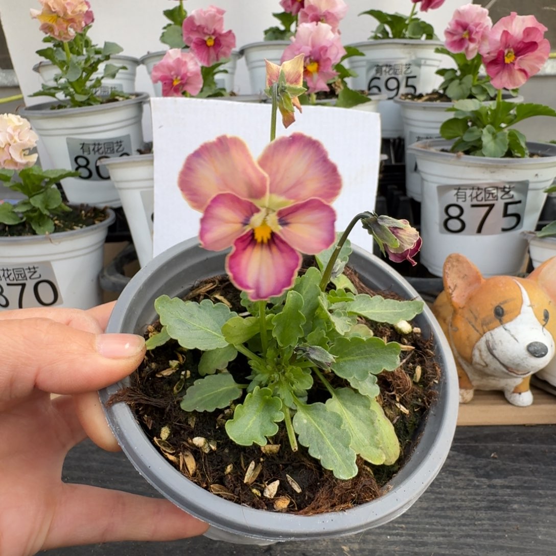 无花朵901号角堇