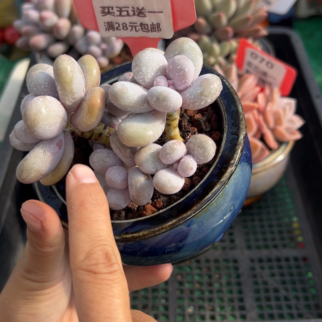 表妹精品多肉植物062.
