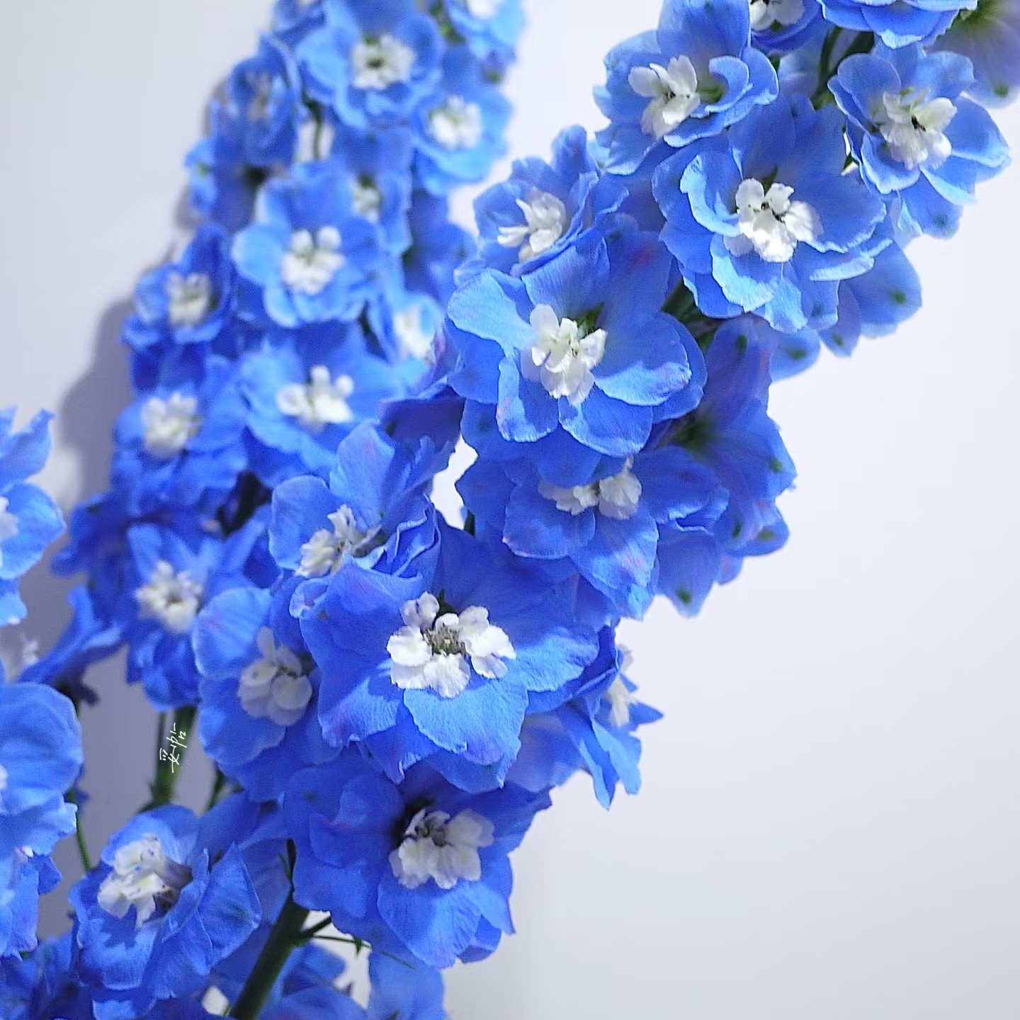 宝熠【克雷斯深蓝大飞燕】不包邮一个运费任意拍.运费单拍