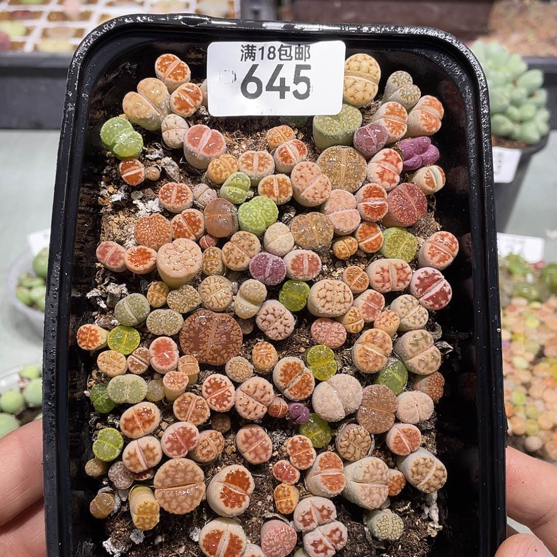 645当天凑满十八元包邮生石花