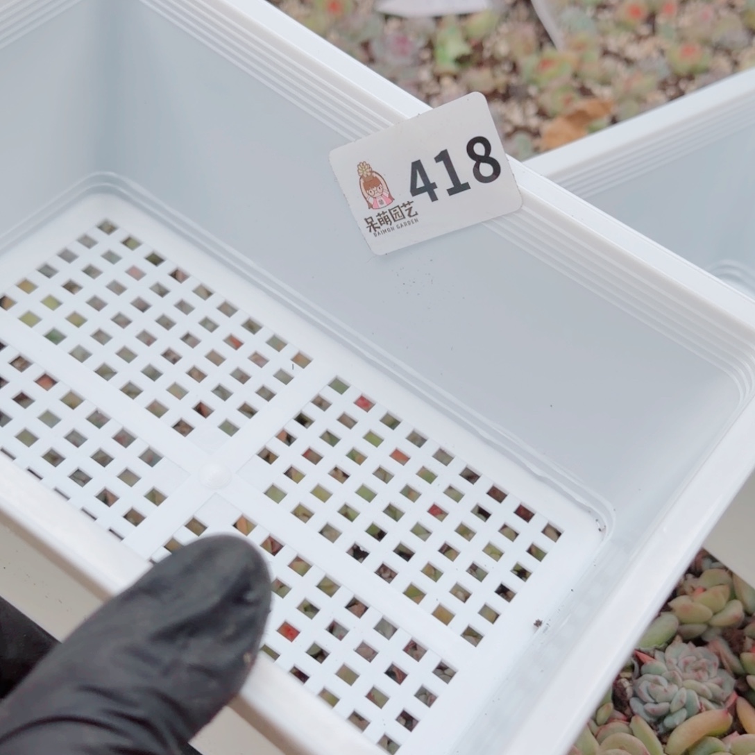 大***妮多肉植物多肉植物