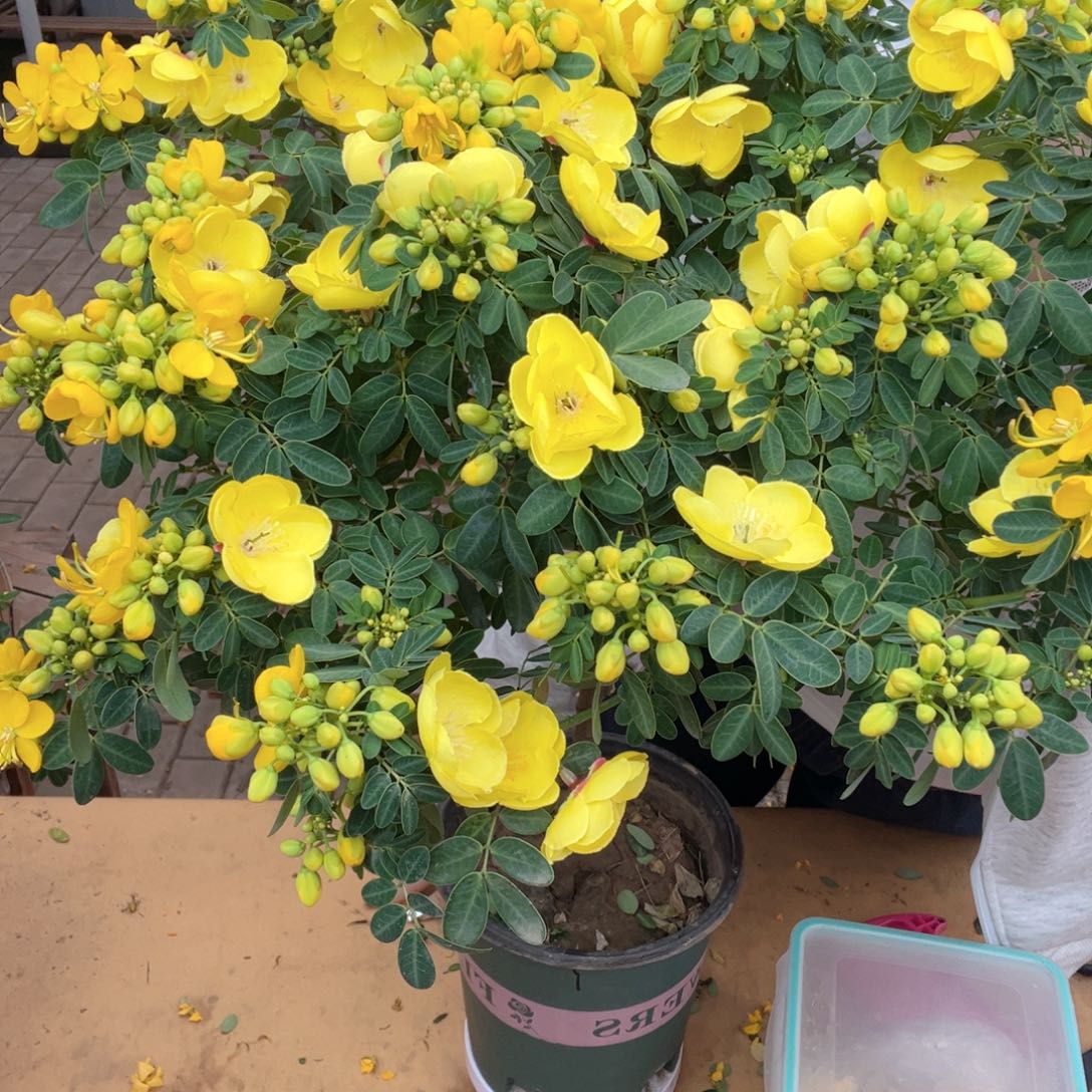 全部花苞黄金梅 包邮到家