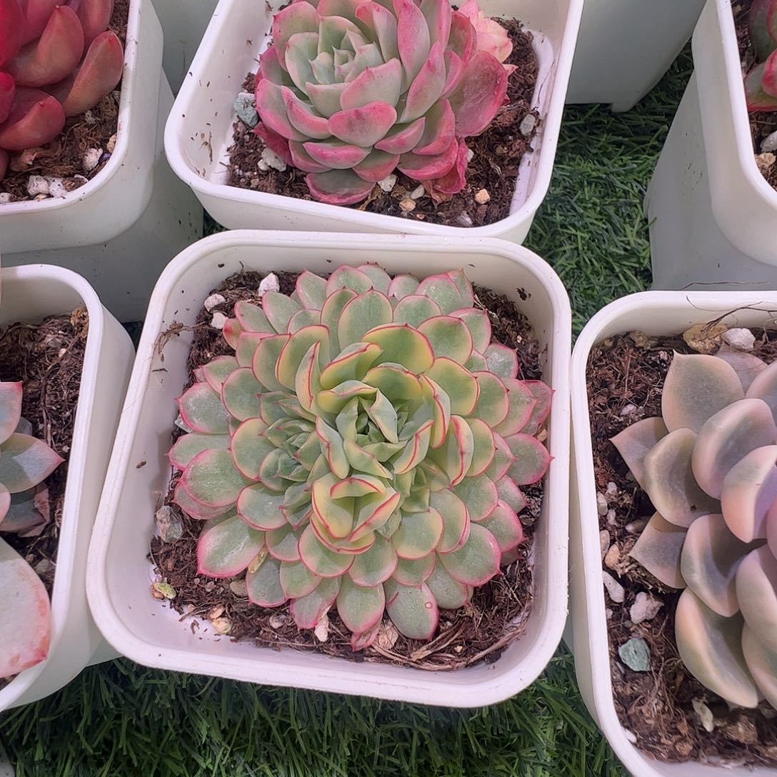 多肉植物多肉植物