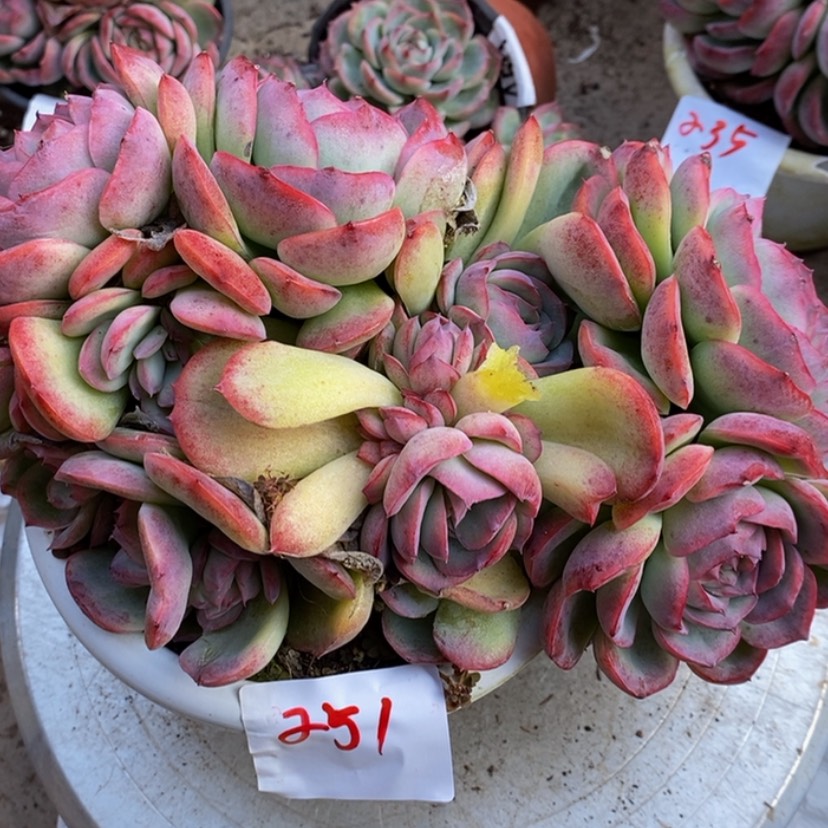 【闪购商品】美*?多肉植物