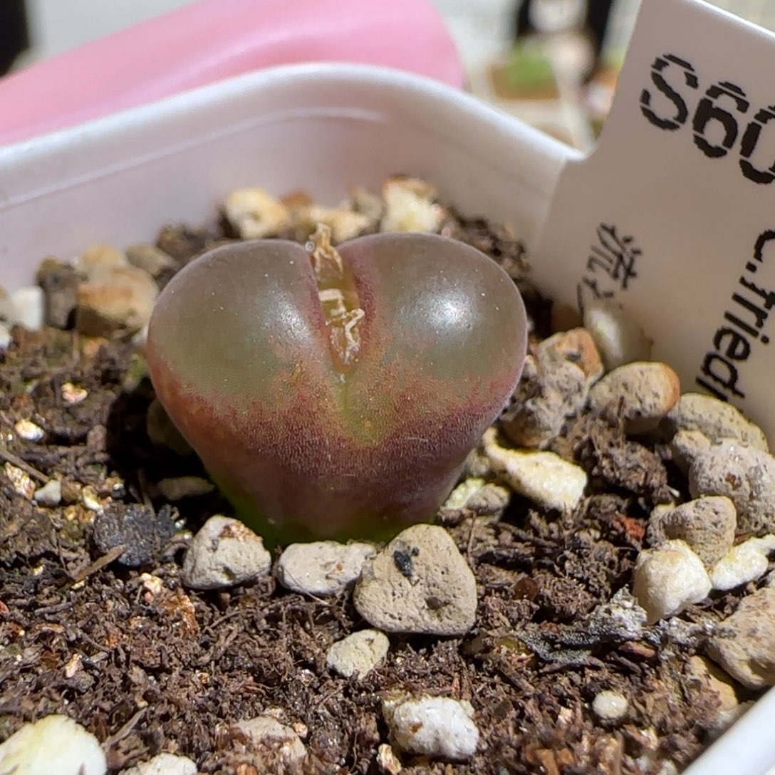 肉锥多肉植物组合-流沙1228
