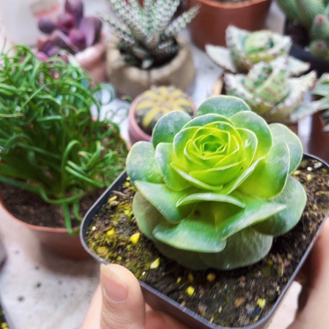 山地玫瑰多肉22222