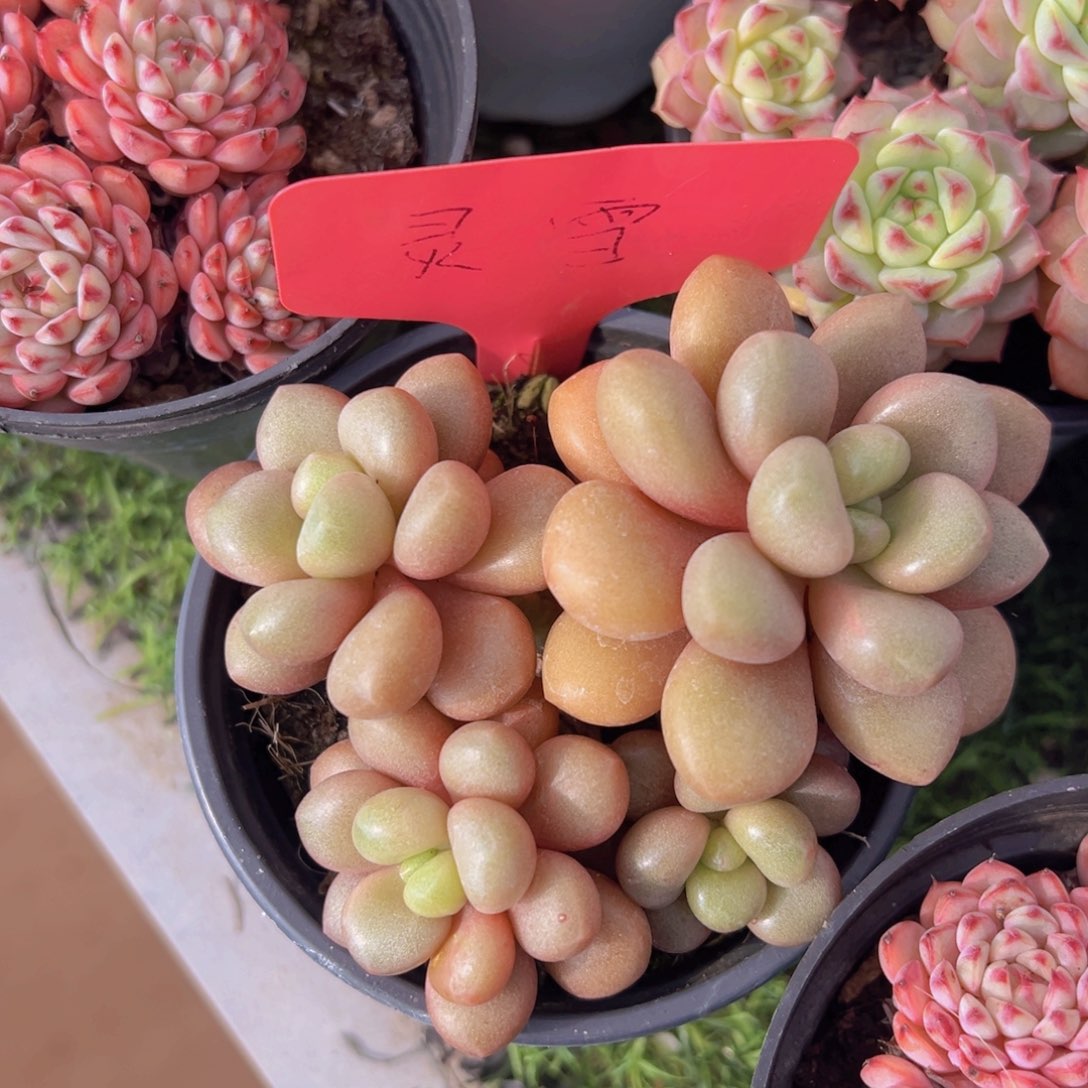 香玉的故事是一个人的故事吗笑