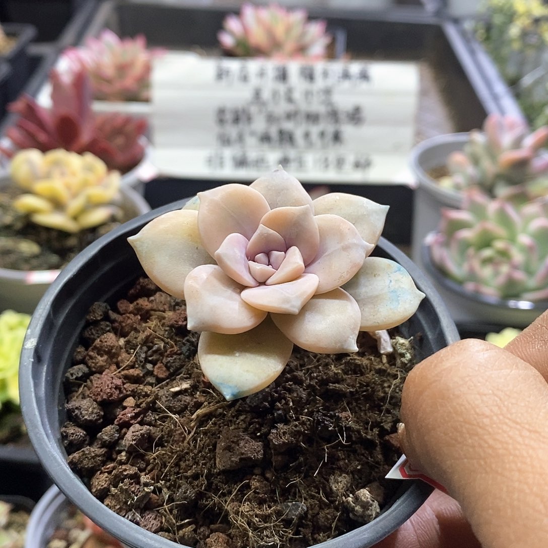 2451华丽风车腹轮锦多肉