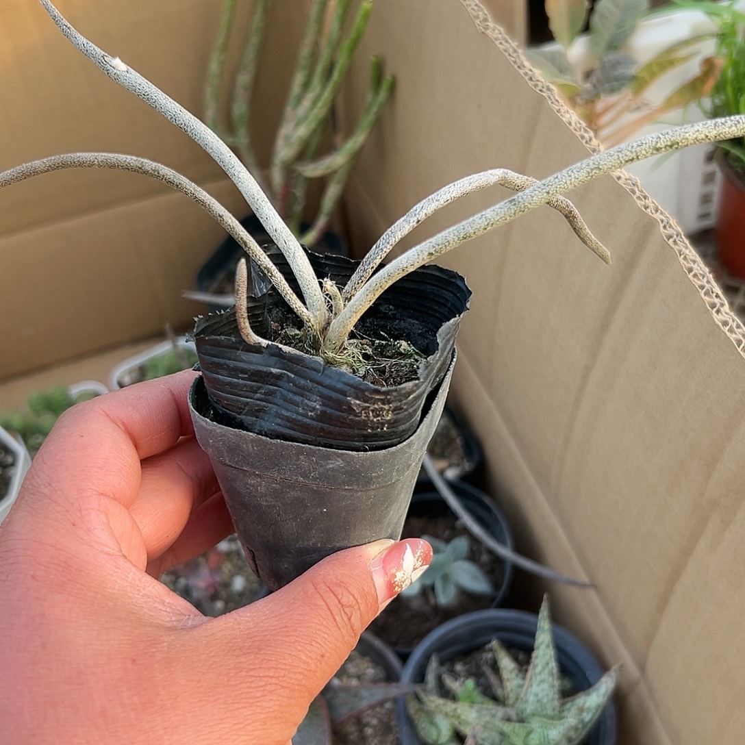 多肉植物美杜莎块根