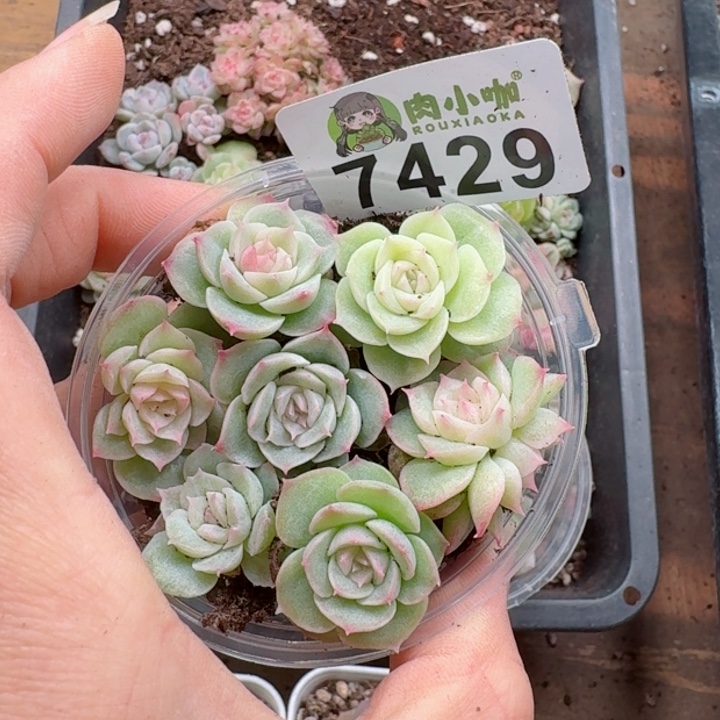 多肉植物多肉植物