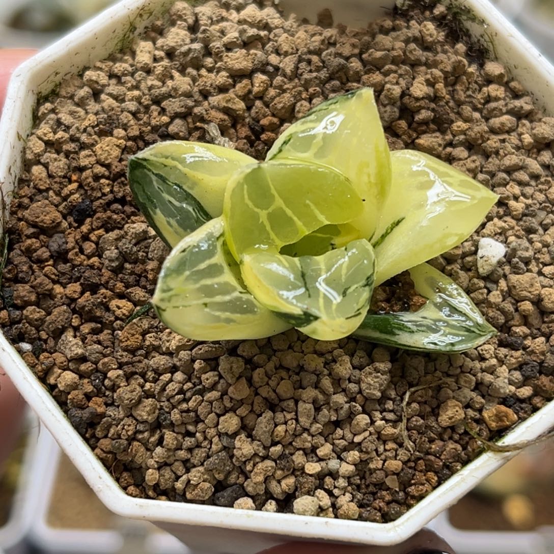 25莫迪卡锦（根一般介意勿拍）福利专场