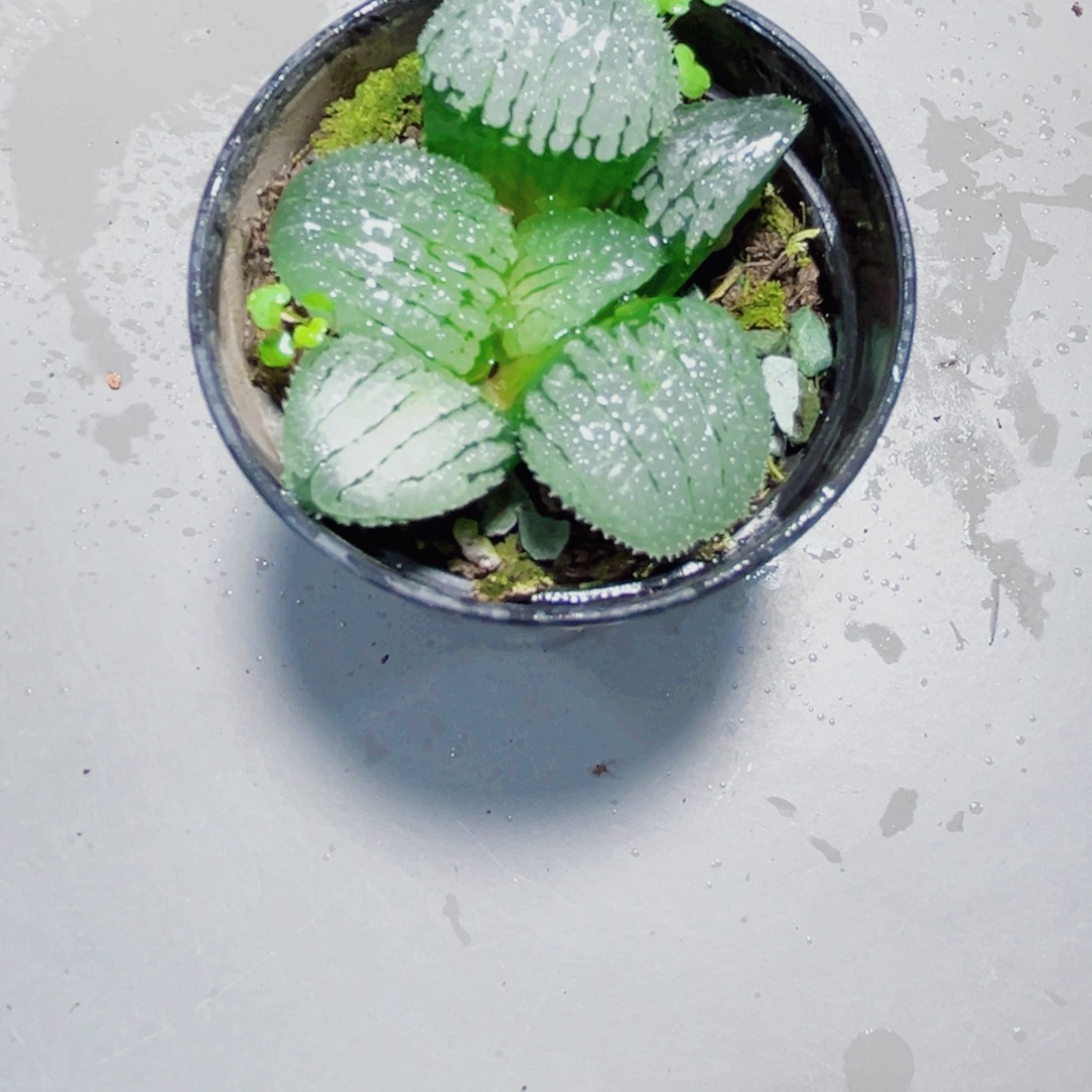 天空之镜多肉植物6666