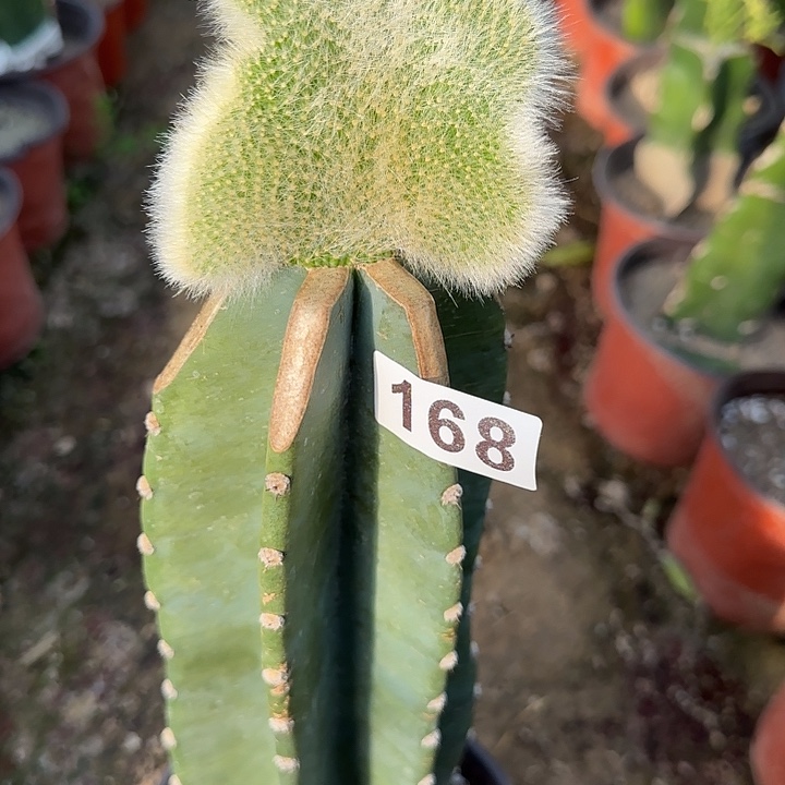 *****无花朵嫁接九尾狐缀168
