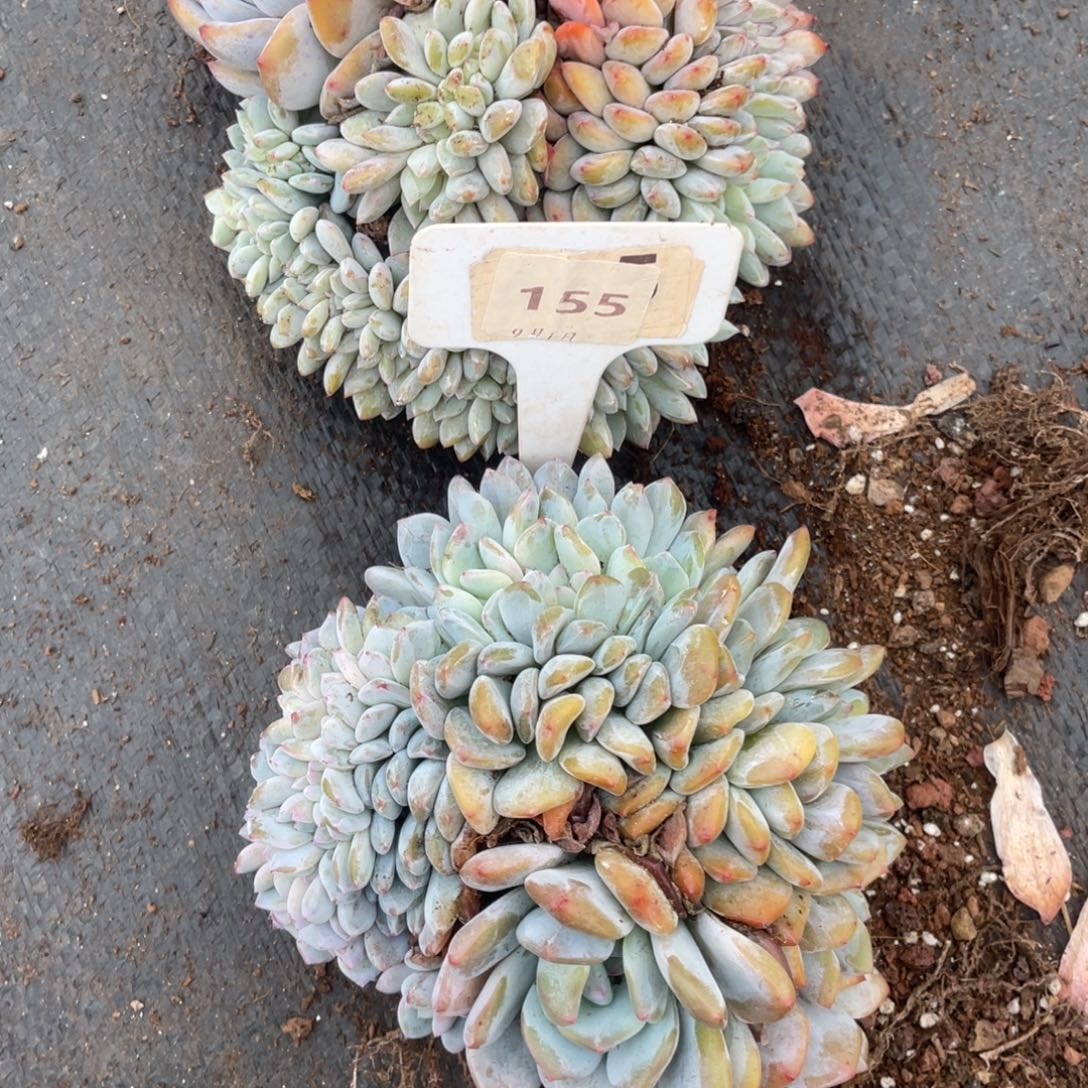 155号星影缀化两个