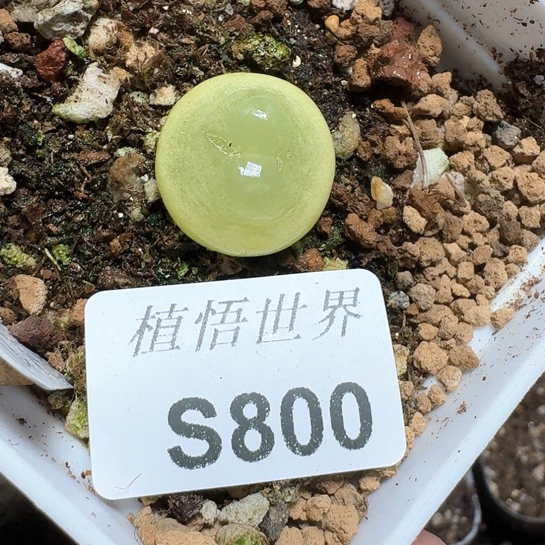 800号多肉植物哇f g