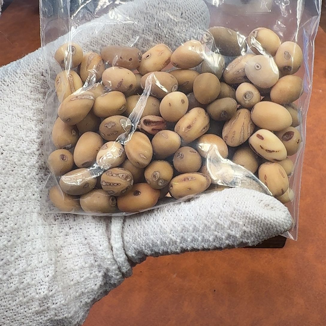 手串菩提根/象牙果龙脊菩提散籽