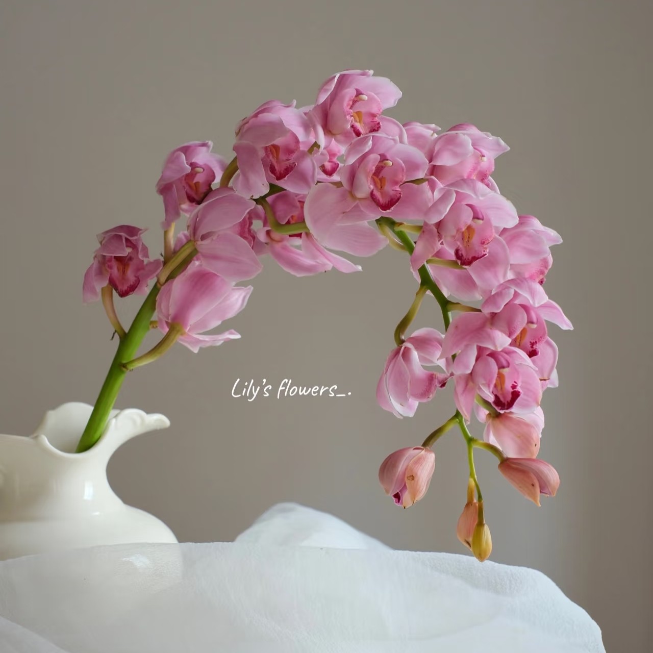 【福娘 大花蕙兰】不包邮一个运费任意拍 云南基地直发