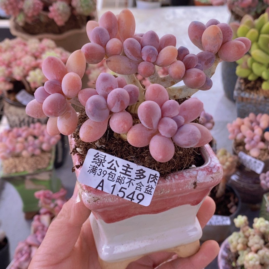 小*香水手指奶老桩9vm1549多肉植物