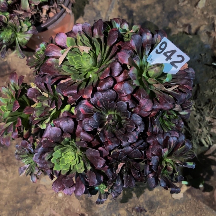 942莫兰迪多肉植物