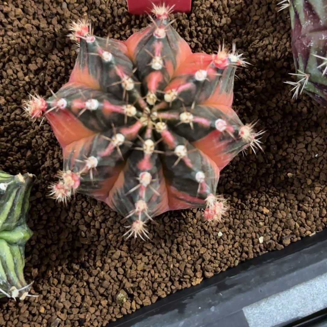 229-1210泰国发货多肉