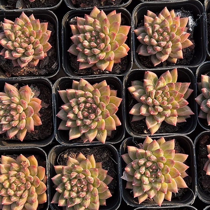 单头甲骨文。    福利多多。 