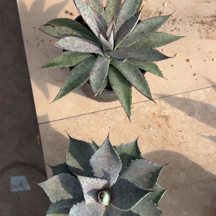 诚***实紫君血雨&血蟹一物一拍