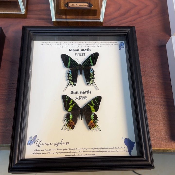 有机玻璃蝴蝶标本蝴蝶标本