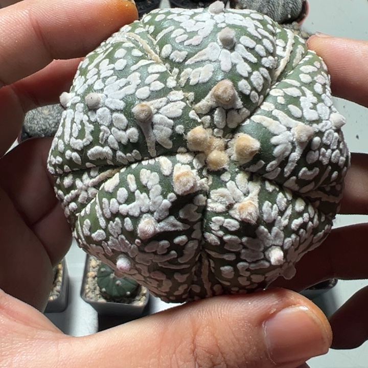 兜球竞拍不退不换