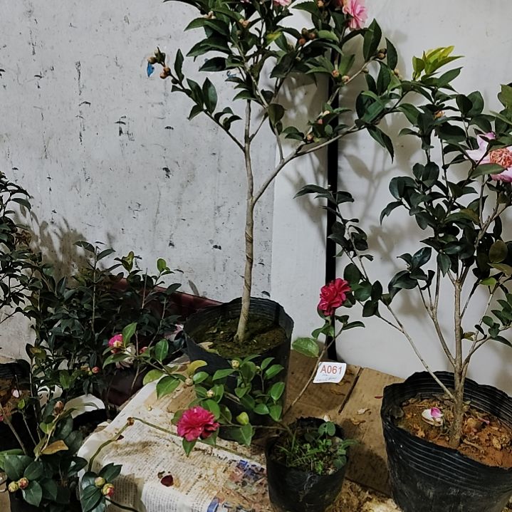 全部花苞紫红梅茶梅