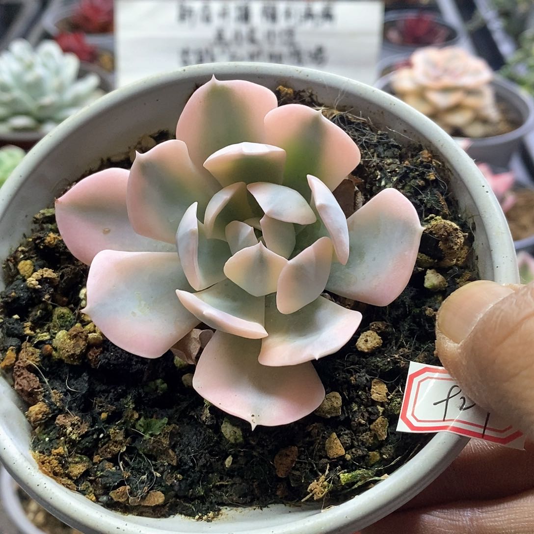 A927精美多肉粉鲁氏覆轮锦