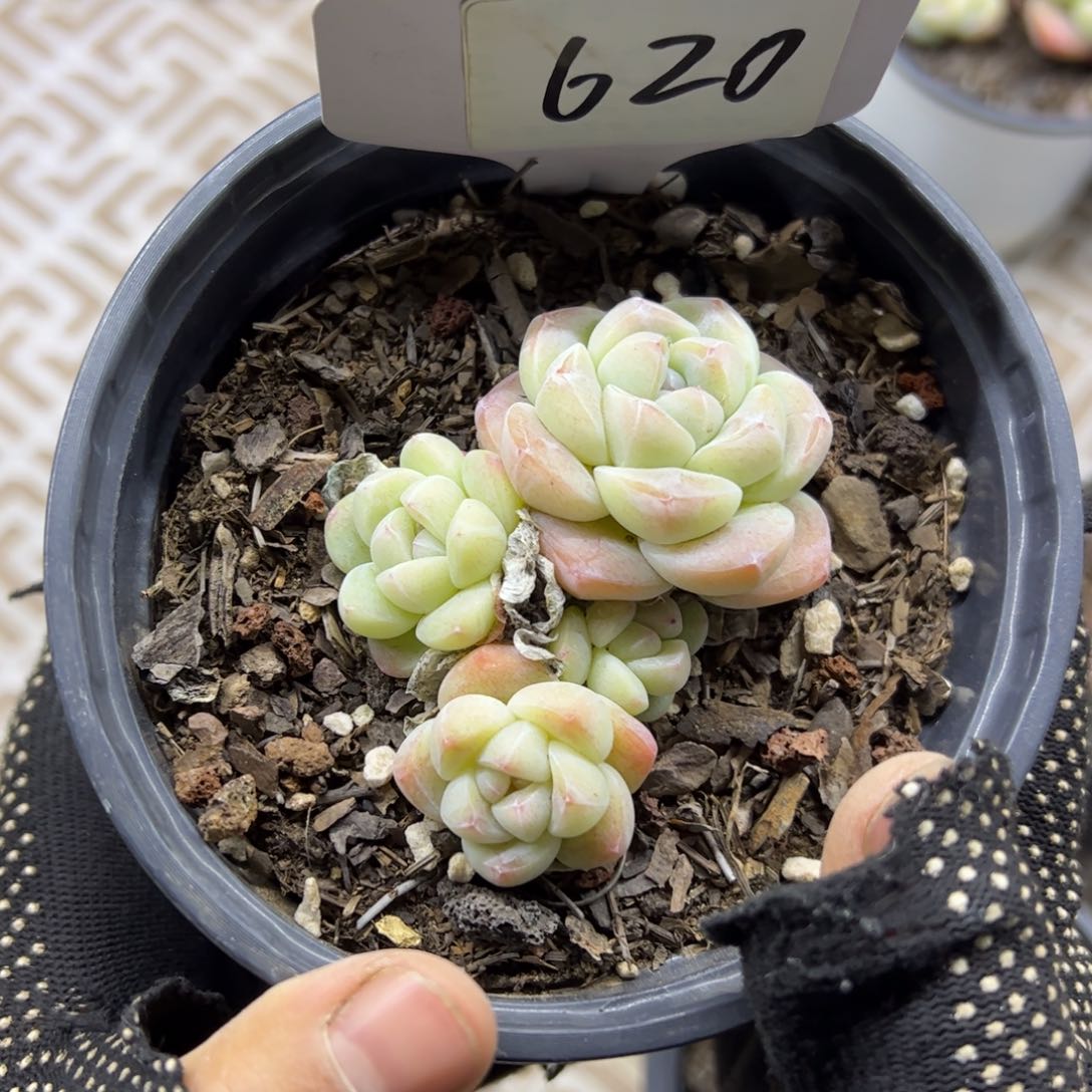 红陶620号多肉植物