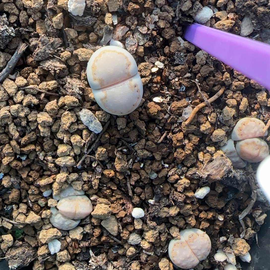 二蜕饼干216可挑大棚直播