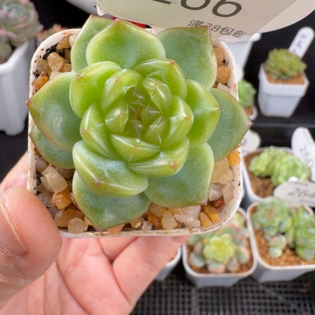 花30优选单头珍妮266号