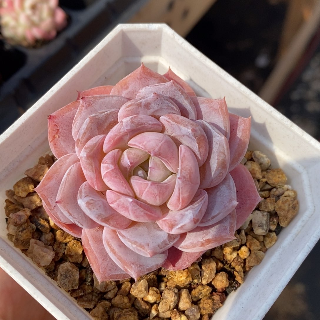 精品多肉一物一拍不包整97