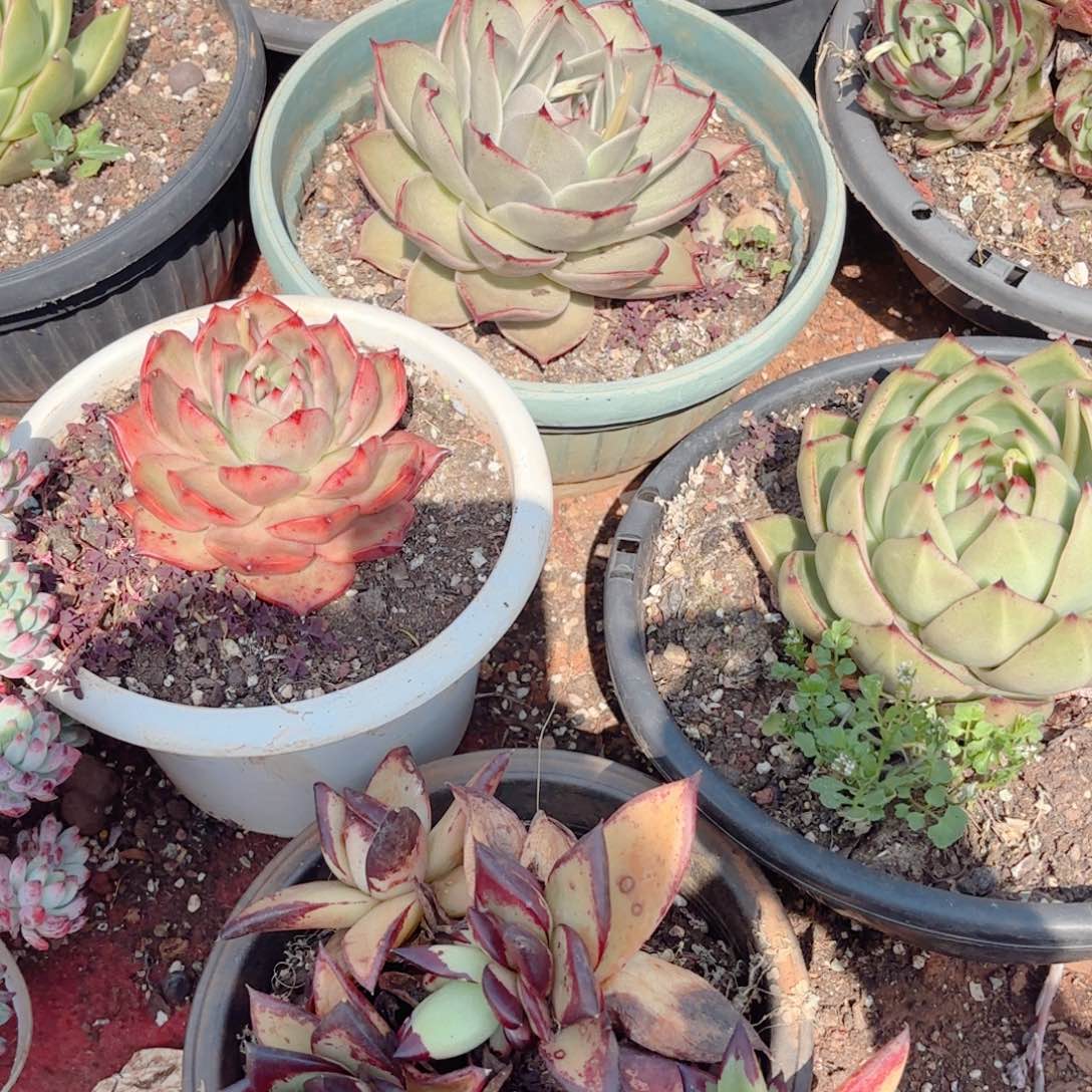 玛利亚。   乌木缀。   油画东云。   38