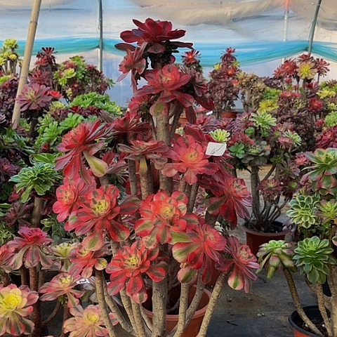 法师嫁接一物一拍4