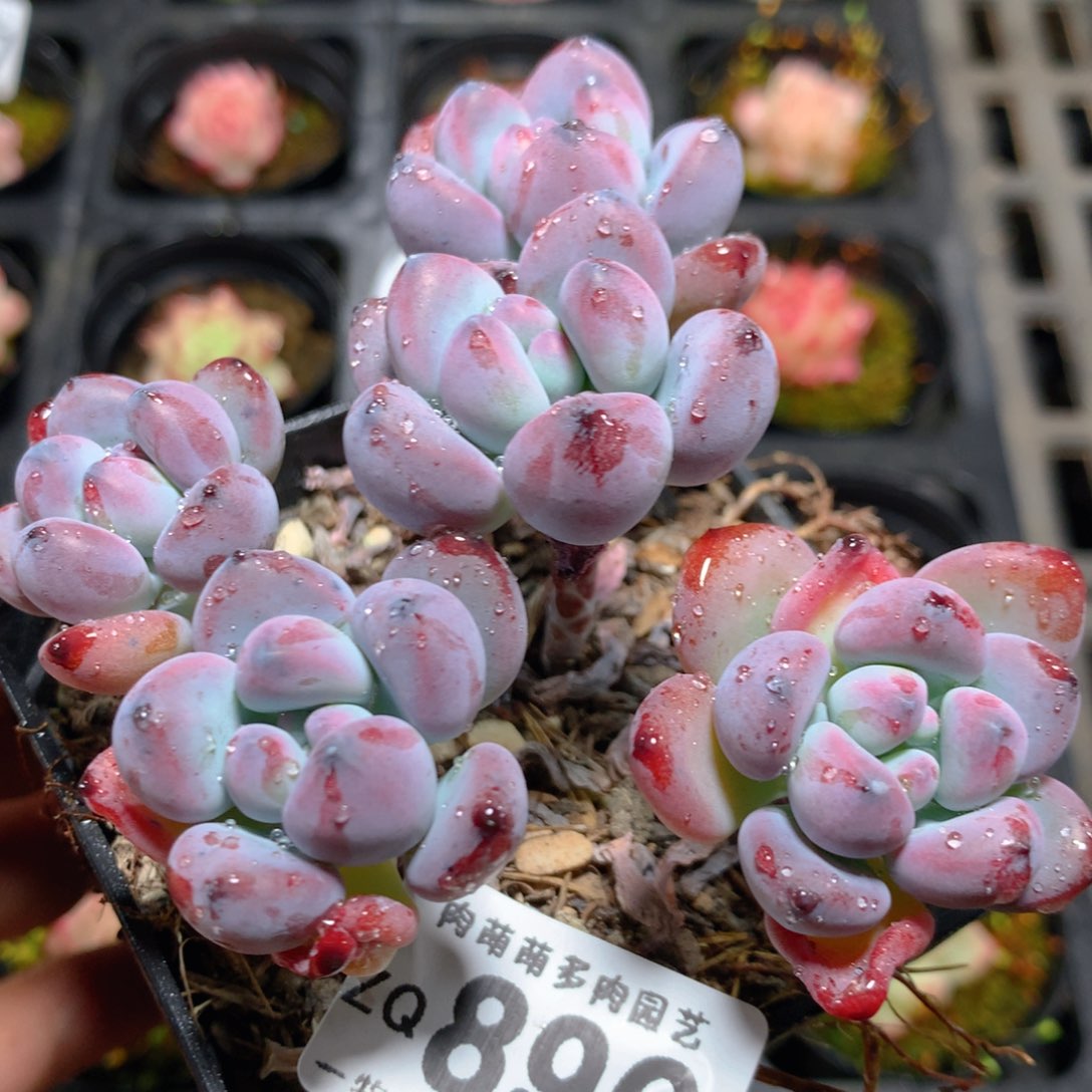 5CM拇指盆精控多肉ZQ890