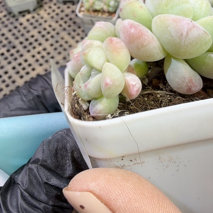 121 号到手1颗江北多肉